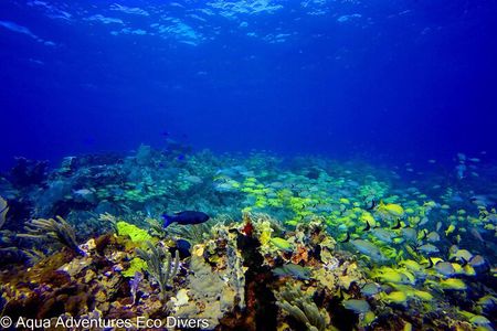 MUSA Museum and Colorful Reef 2 Tank Dive-Certified Divers