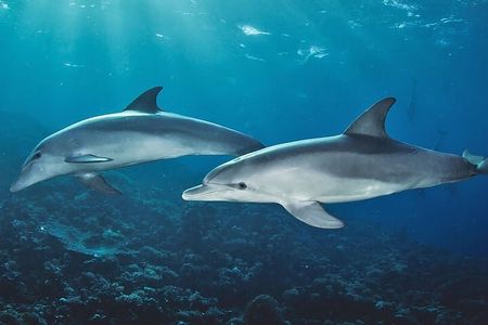 Zanzibar Dolphin Tour, Sandbank & Snorkeling at Pungume Island 