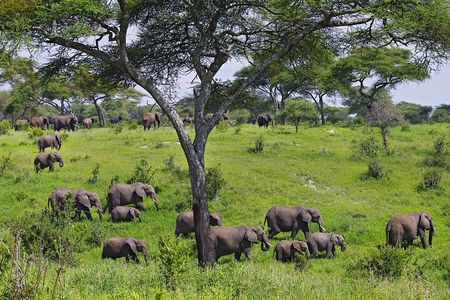 4-Day Tanzania Camping Safari