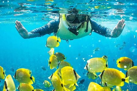 Kona Shore Excursion: Wild Dolphin Reefs Snorkel and Sea Caves 