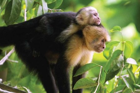 Manuel Antonio National Park Hiking Guided Tour