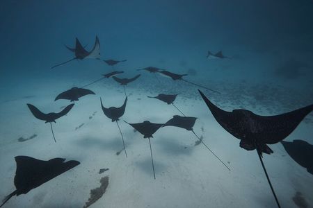 Lagoon Tour - Discover the magnificent lagoon of Moorea