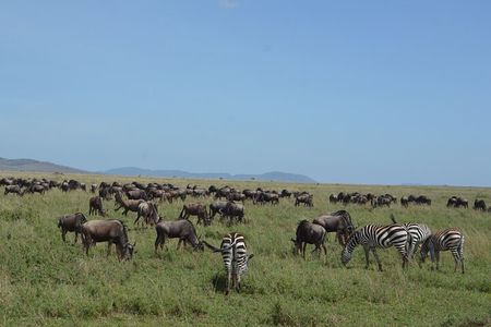 3 Days Serengeti & Ngorongoro Group Camping Safari