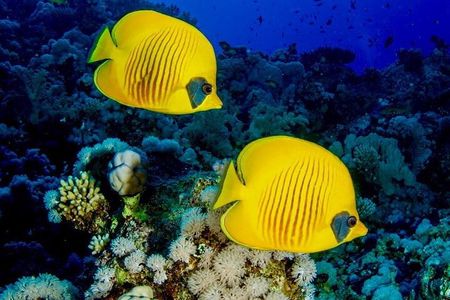 Starfish Beach; The Rock; Paje Beach; Jozani Forest; Salaam Cave