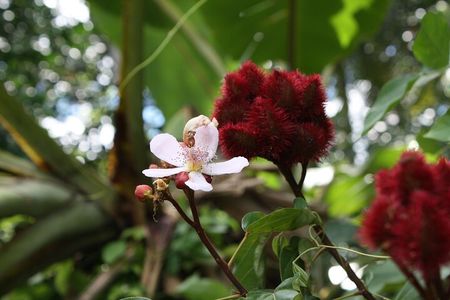 3inONE, Private Spice, Stone Town & Prison Island Tours