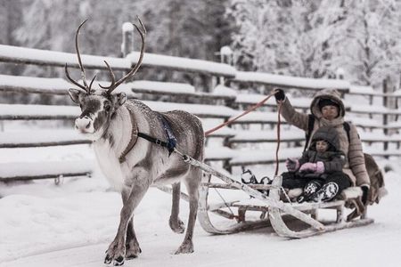 REINDEER FARM VISIT a real authentic experience 
