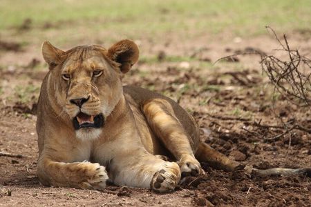 6-day Private Camping Safari Tour from Kilimanjaro Airport