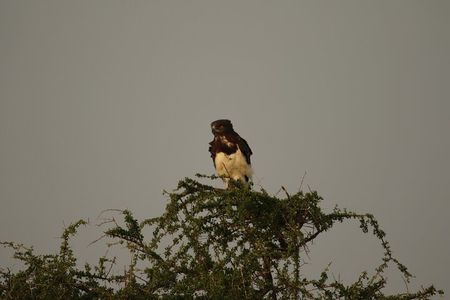 Private 7-Day Tanzania Camping Safari