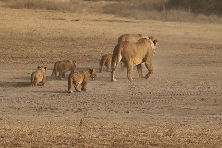 5 Days Group Camping Safari 