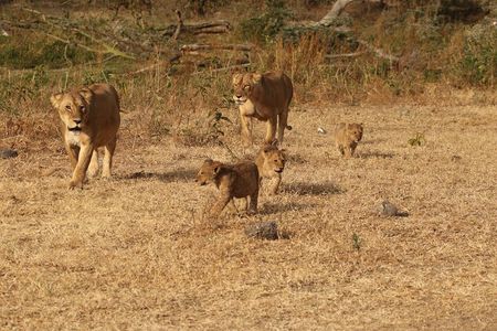3 Days Serengeti & Ngorongoro Group Camping Safari