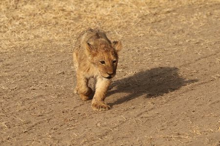 3 Days Tarangire, Ngorongoro & Lake Manyara Group Camping Safari
