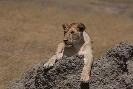 4 Days Group Camping Safari