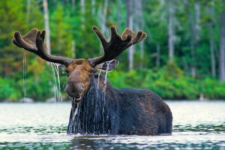 Sunset Grand Teton Wildlife Adventure
