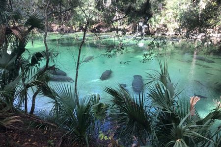 Small Group Manatee Discovery Kayak Tour near Orlando
