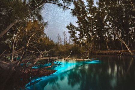 Bioluminescent Clear Kayak Tours in Titusville