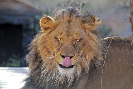 Full-Day Serengeti Tour from Mwanza