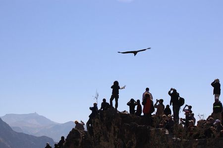 2-Day Colca Canyon, Vicuna Reserve and Condors from Arequipa
