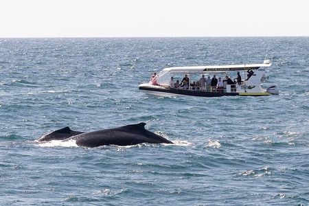 Mooloolaba Whale Watching Tour