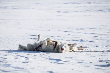 Fun & Easy Dog Sledding Adventure - Early Bird 08:10