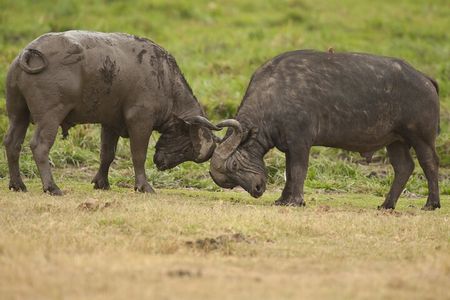 4 days 3 nights Safari- Tarangire, Serengeti and Ngorongoro Crater 