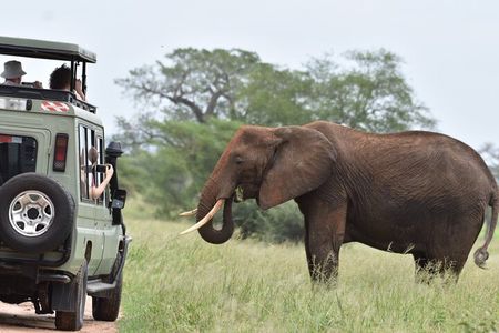 2-Day Serengeti Safari Tour from Mwanza with Transportation