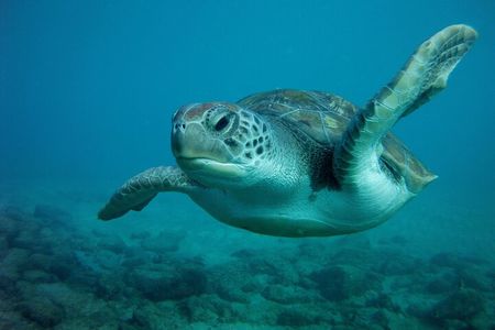 Try Scuba Diving in a turtle area (boat)