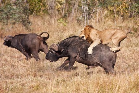 3 Days Safari Serengeti & Ngorongoro Crater