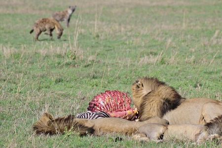 Day trip to Ngorongoro crater