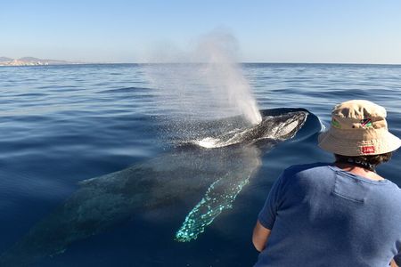 Whale Watching Experience