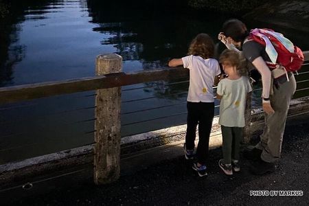 Nocturnal Secrets: A Mangrove Adventure
