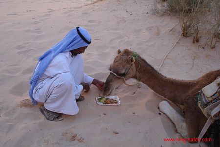 Camel Tour from Dahab