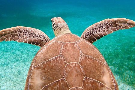 Private Rose Island ,Swimming Pigs, Snorkeling and Turtles