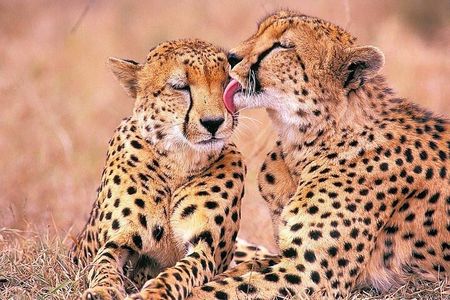 Big 5 Safari, Whale Watching, Robben Island and Table Mountain in 3-Days.