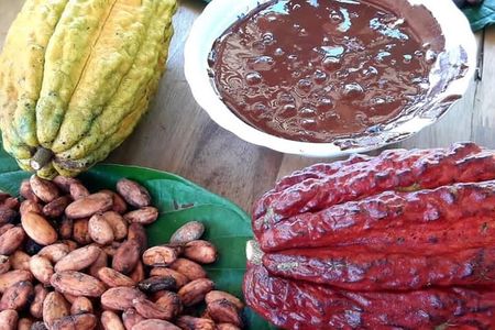 Cacao Tour
