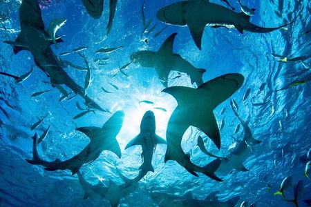 Shark-Dive Tour on Oahu's North Shore