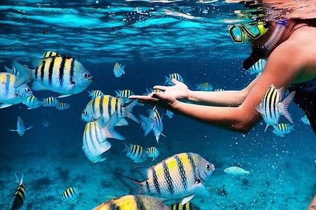 Key Largo Snorkeling Trips & Sandbar Tours