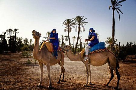 Camel Ride in the Palm Grove of Marrakech