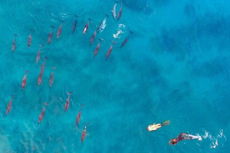 Ocean Elegance Dolphin Encounter and Ile Aux Benitiers Day Tour