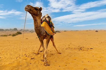 Private Full Day Jaisalmer City Tour (All-Inclusive)