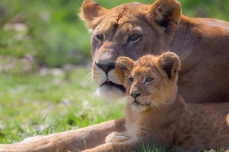 Private Excursion of Friguia Park and Medina of Hammamet