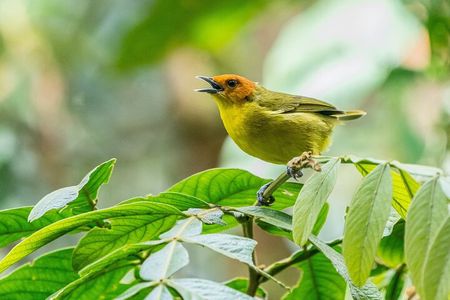 Aventuras Inolvidables en el Parque Nacional del Manu: 