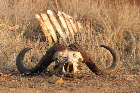 Kruger Park - Full day - Private safari vehicle