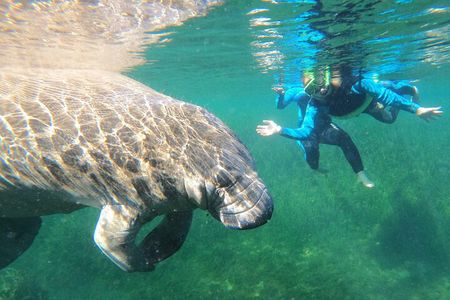 Swim With Manatees In Crystal River, Florida