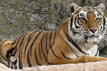 Wild Animal Nature Park Scenic Route 66 Crozier Canyon