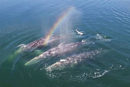 Hear the whales! World class whale watching!