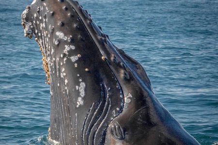 Hear the whales! World class whale watching!