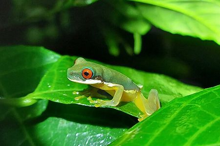 Forest Night Tour in Monteverde/Guide & Entrace fee.