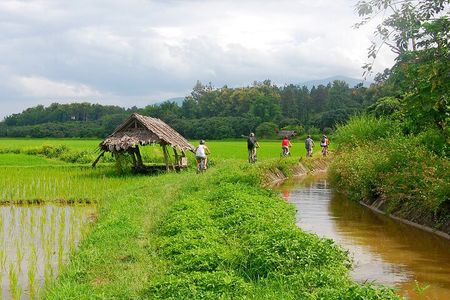 Chiang Mai Rice Fields Biking Tour