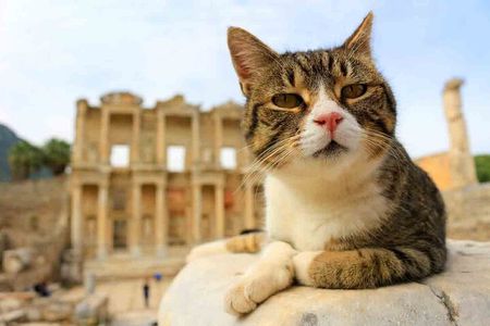 Full-Day PRIVATE TOUR to Explore Ephesus from PORT