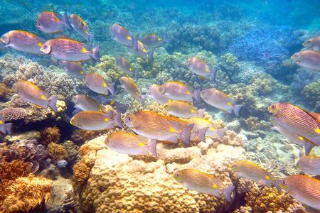 2 1/4 hr Low Isles Reef Sprinter Snorkeling Tour-No Island Access